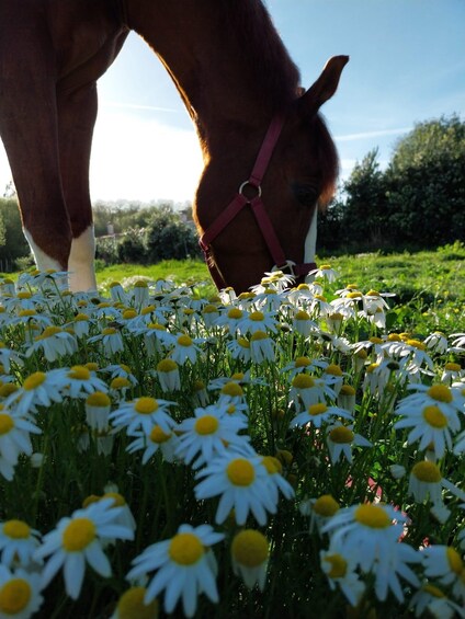 Picture 3 for Activity Porto: Horseback Riding with Lunch Included 2