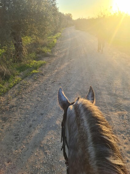 Picture 2 for Activity Porto: Horseback Riding with Lunch Included 3