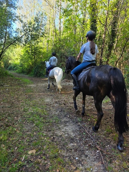 Two people riding horses on a forest trail. 1