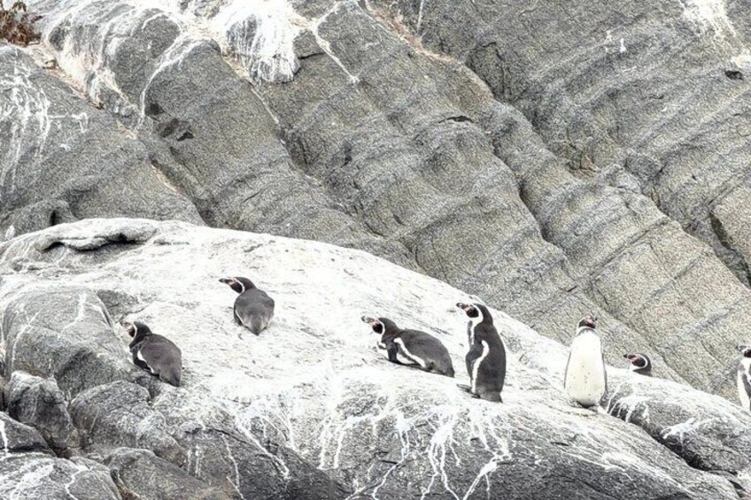 Papudo Coastal Ride and Humboldt Island Wolves and Penguins 5