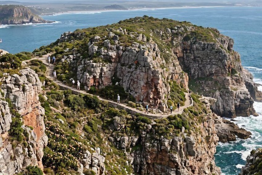 Private Customizable Cape Town Whale Wonders Tour 2