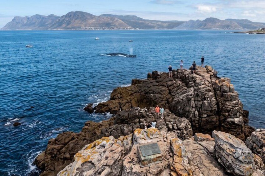 Private Customizable Cape Town Whale Wonders Tour 4