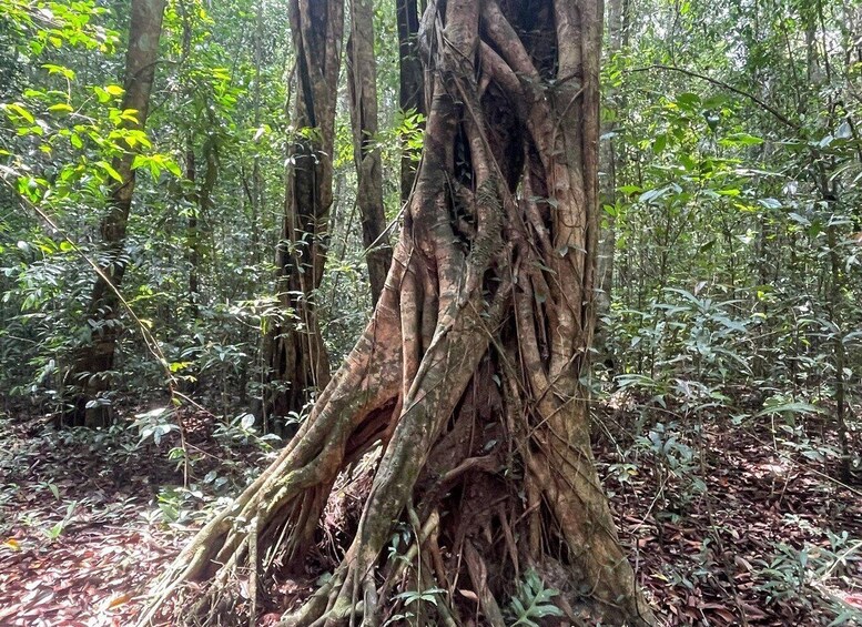 A large tree with extensive root systems in a dense forest. 5