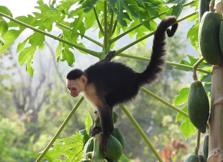 A monkey climbing a tree with green leaves and unripe fruits. 3