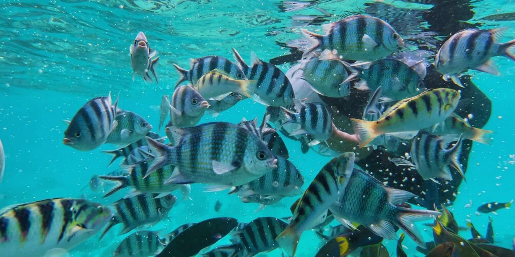 Picture 6 for Activity Semporna : Bohey Dulang Hike, Snorkel & 3-Island Tour 2
