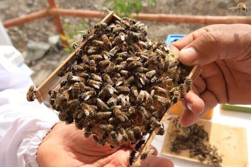 A person holding a honeycomb filled with bees. 3