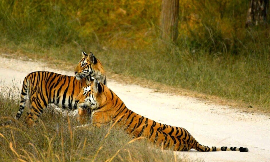 Picture 1 for Activity Nagpur: Pench National Park Official Safari with Transfers 3