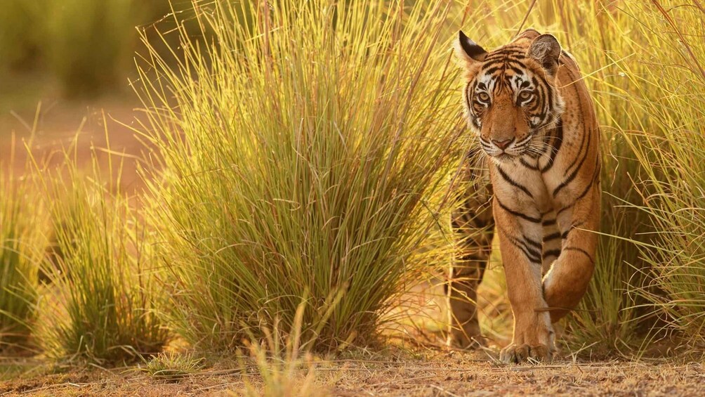 Nagpur: Pench National Park Official Safari with Transfers 1