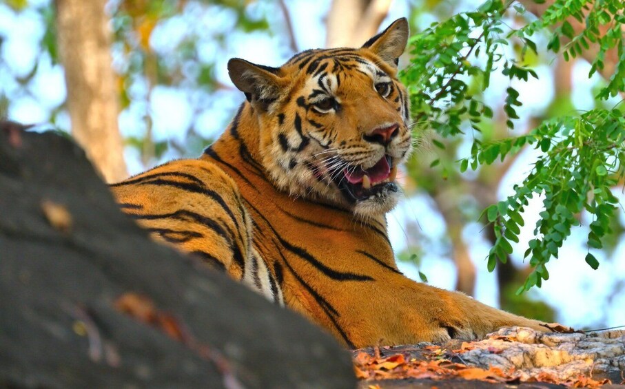 Picture 4 for Activity Nagpur: Pench National Park Official Safari with Transfers 5