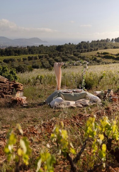 Saint-Cyr-sur-Mer: aperitif and table d'hôtes in the vineyards at sunset 1