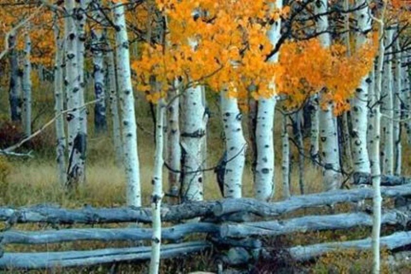 Picture 1 for Activity Park City: Guided Hiking Tour on Public Land Trails 2