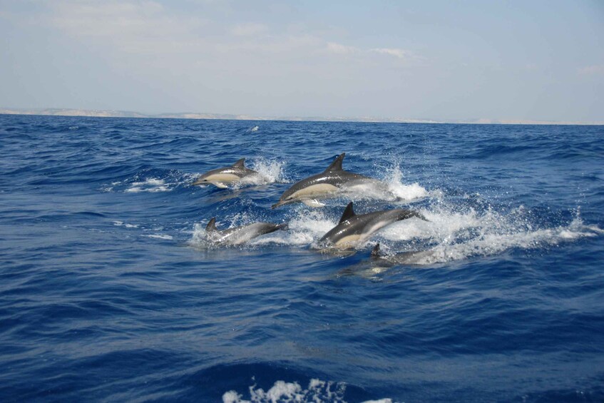 Picture 3 for Activity Sagres: Dolphin Watching Tour 4