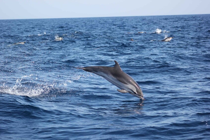 Picture 4 for Activity Sagres: Dolphin Watching Tour 3