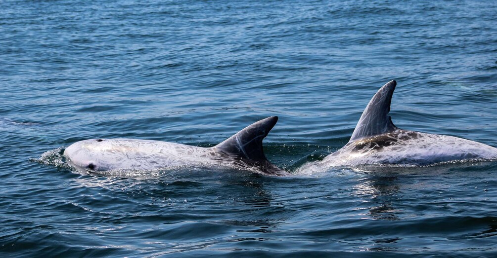 Picture 2 for Activity Sagres: Dolphin Watching Tour 2