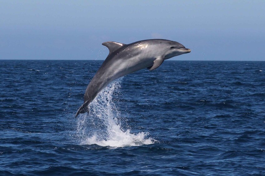 Picture 1 for Activity Sagres: Dolphin Watching Tour 5