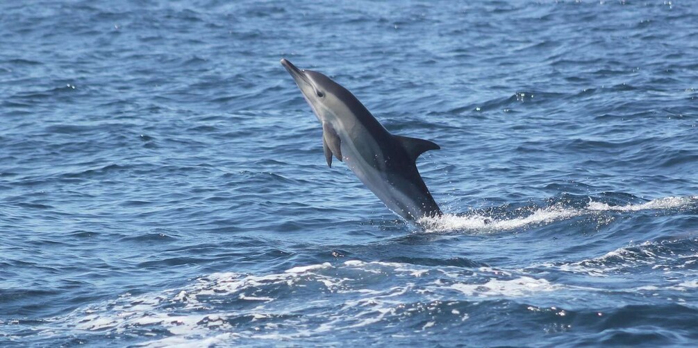 Sagres: Dolphin Watching Tour 1
