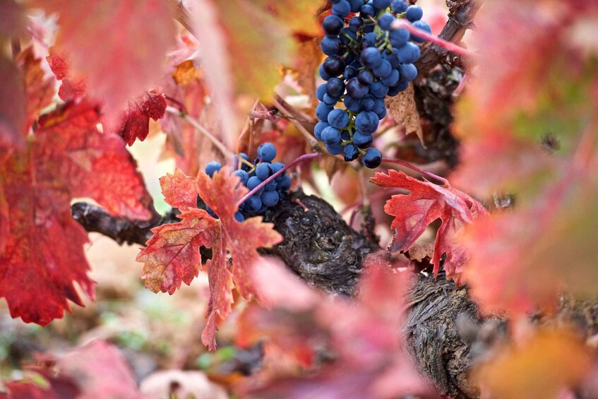 Piedra experience, discovering Spain's oldest wine 1