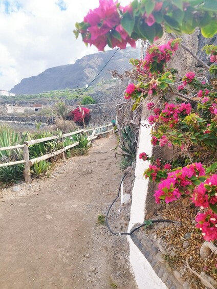 A dirt path with a wooden fence, pink bougainvillea flowers, and a mountainous landscape in the background. 4