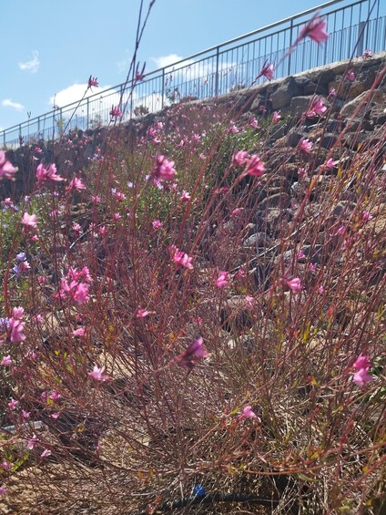 A rocky hillside with pink flowers and a metal fence in the background. 2