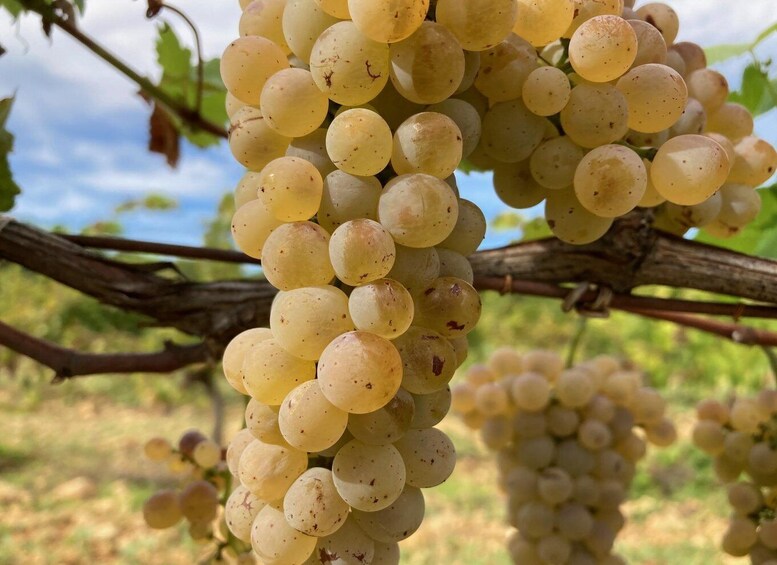 Picture 3 for Activity Vaucluse - Tasting & tour in Saint Estève: Our Viognier whites 5