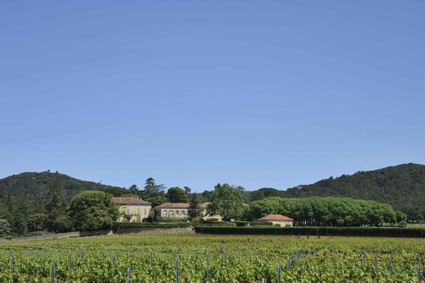 Picture 4 for Activity Vaucluse - Tasting & tour in Saint Estève: Our Viognier whites 4