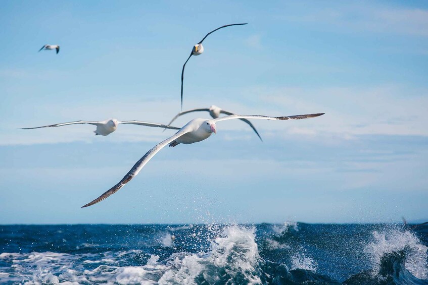 Dunedin: Monarch - One Hour Wildlife Cruise 1