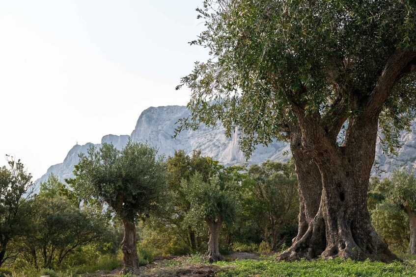 Sainte-Victoire: Tour of a Sanctuary of Thousand-Year-Old Olive Trees 1