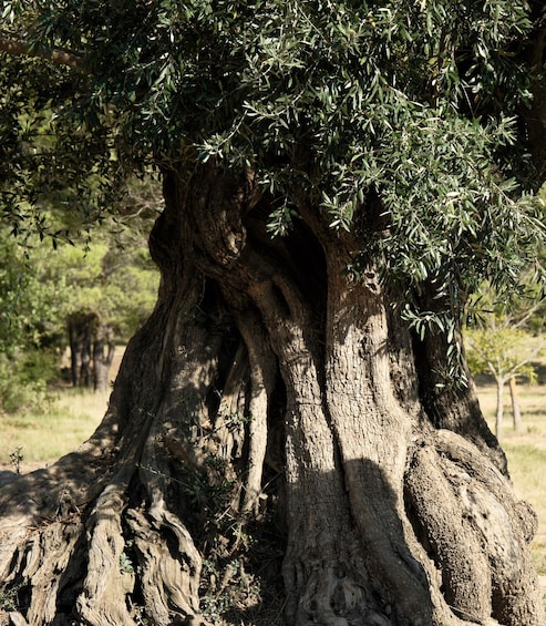 Picture 3 for Activity Sainte-Victoire: Tour of a Sanctuary of Thousand-Year-Old Olive Trees 3