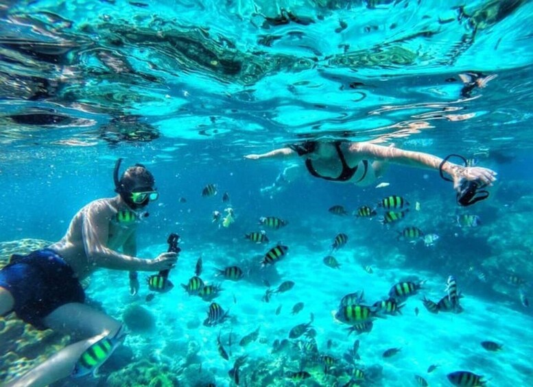 Picture 10 for Activity Nungwi:Private Crowd-Free Mnemba Dolphin&Starfish for Couple 4