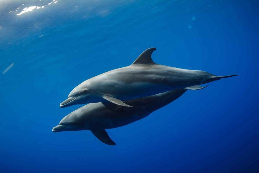 Nungwi:Private Crowd-Free Mnemba Dolphin&Starfish for Couple 1