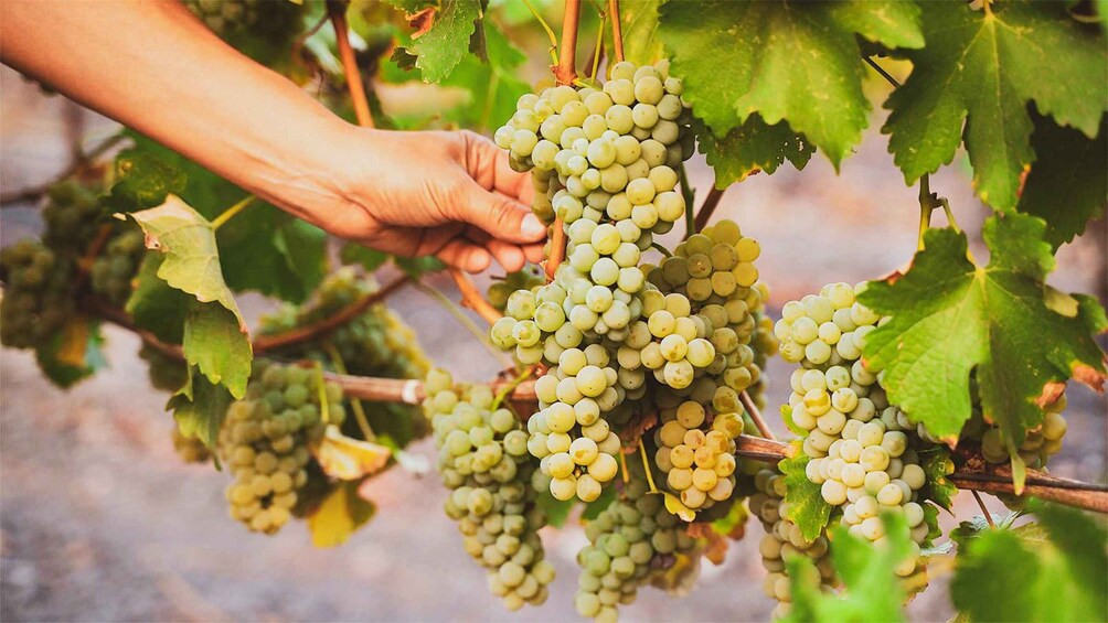 A person harvesting green grapes from a vine. 3
