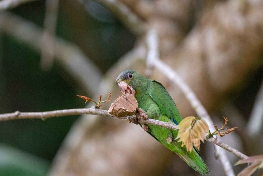 A green parrot perched on a branch with a piece of fruit. 5