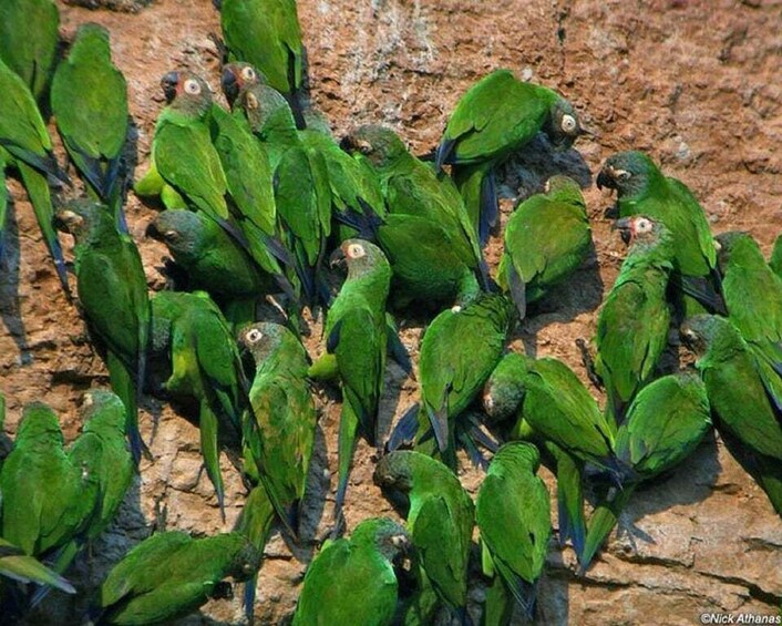 A group of green parrots on a rocky surface. 1