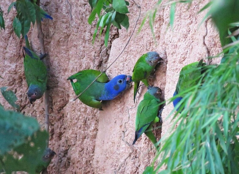 A group of blue and green parrots perched on a textured wall. 4