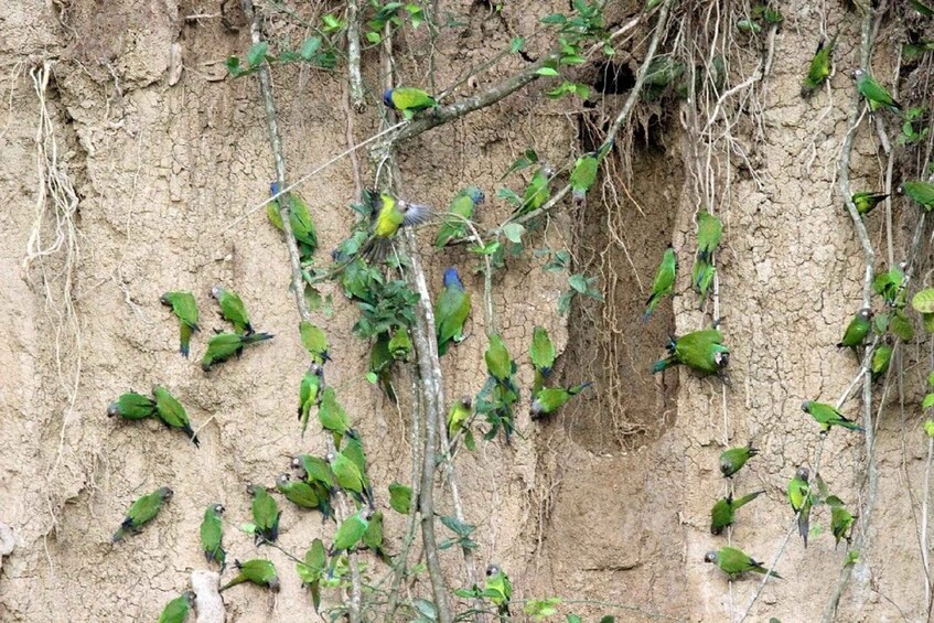 A group of green parrots perched on a rocky cliff. 3