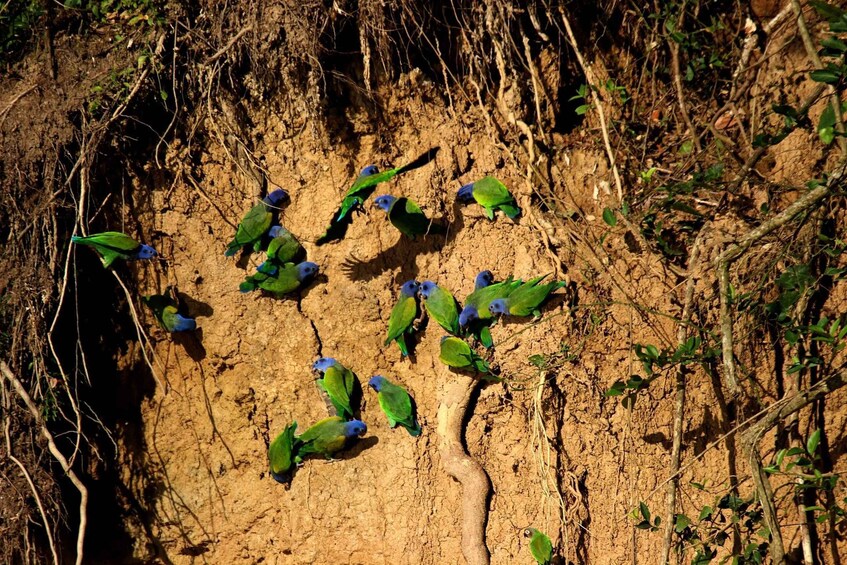 A group of green parrots with blue heads perched on a dry, cracked ground surrounded by sparse vegetation. 2