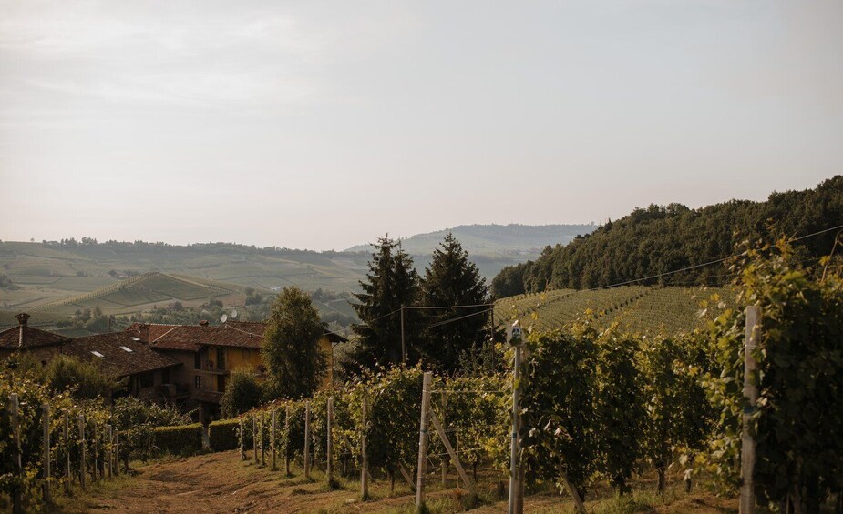 Picture 5 for Activity Bricco San Pietro Visit & Food Tasting 4