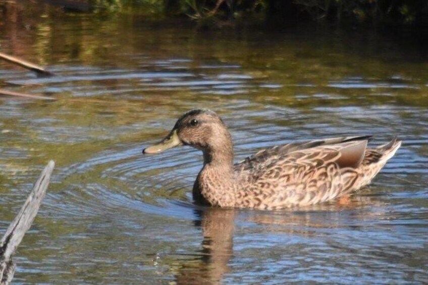 Turtle Bay Bird Watching Tour in Oahu Hawaii 5
