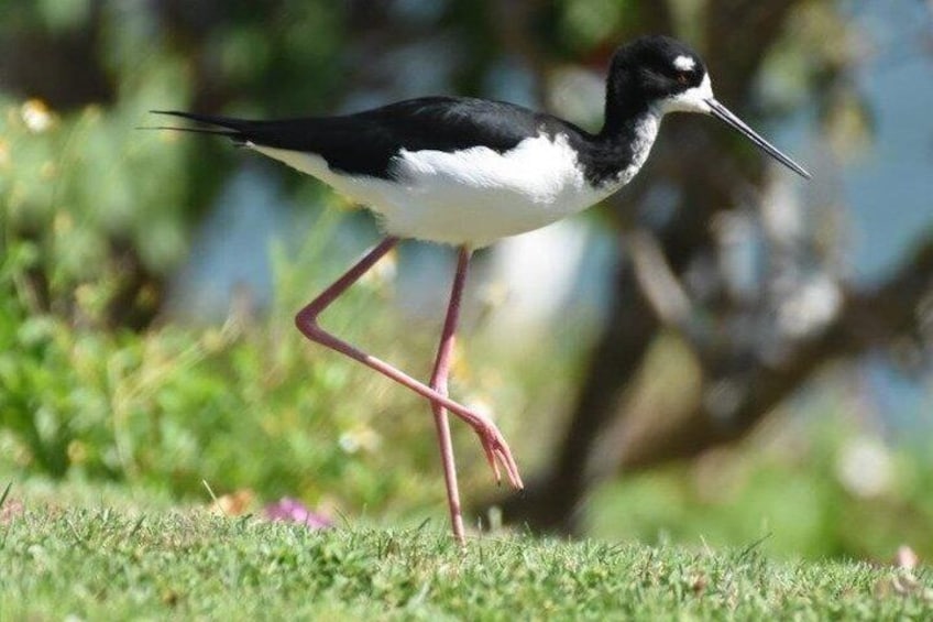 Turtle Bay Bird Watching Tour in Oahu Hawaii 1