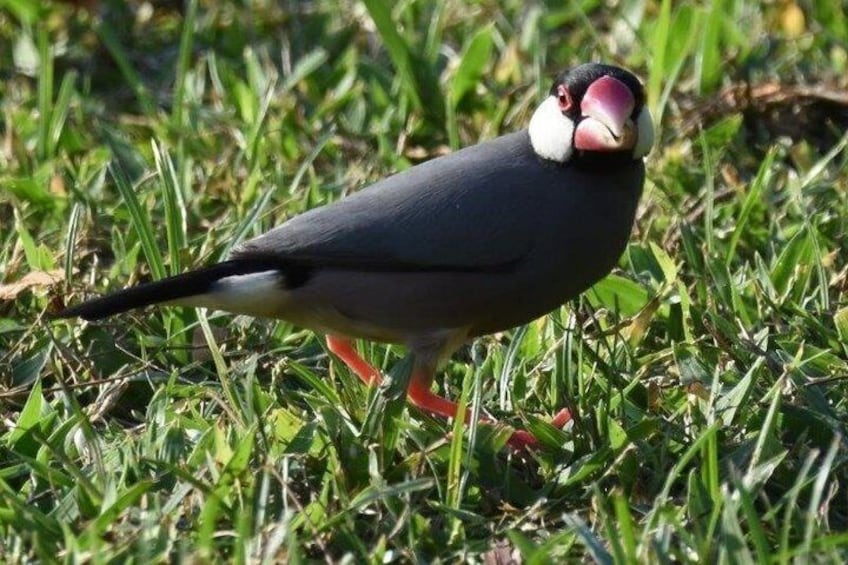Turtle Bay Bird Watching Tour in Oahu Hawaii 4
