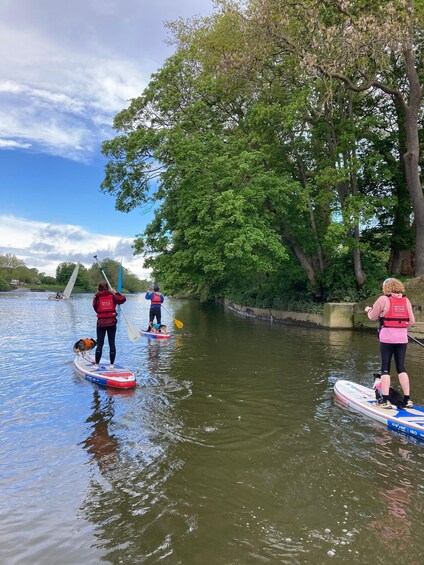 Picture 12 for Activity Richmond: Self-Guided SUP Adventure on the Thames 3
