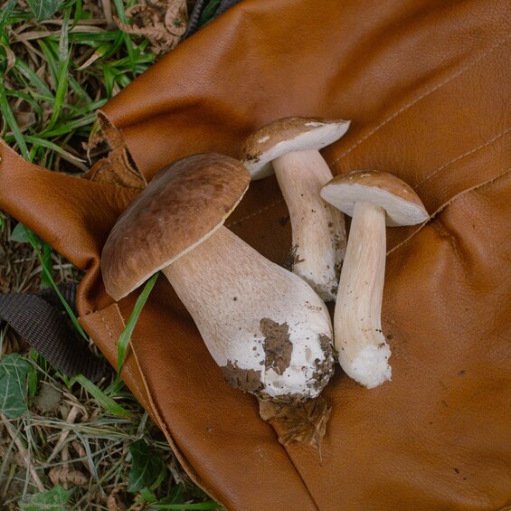 Picture 1 for Activity Isle of Wight: Foraging Walk at The Garlic Farm 5