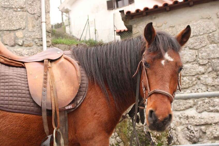 Picture 3 for Activity Serra da Cabreira: Horseback Riding on Trails 3