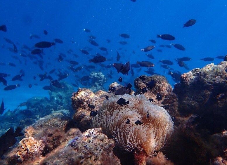 Picture 5 for Activity Tahiti: ANMP Level 1 Diving Certification in 2 Days, including Tahitian Meal. 4