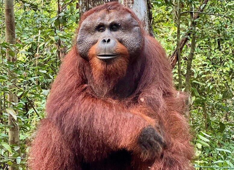 Picture 2 for Activity 2–3 Day Private Pangkalan Bun Borneo Orangutan River Cruise 5