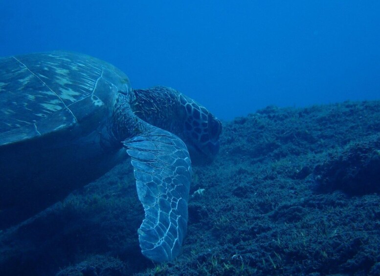 A sea turtle swimming underwater. 3