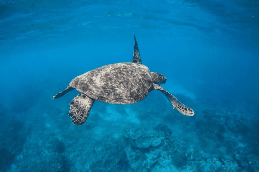 A sea turtle swimming in clear blue water. 2