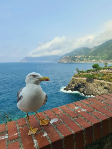 Picture 3 for Activity Wheelchair-Accessible, Private Cinque Terre Experience Tour, van and guide 5