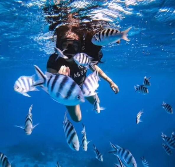 Picture 6 for Activity Tahiti: Private Full-Day Snorkeling and Whale Watching Tour 4