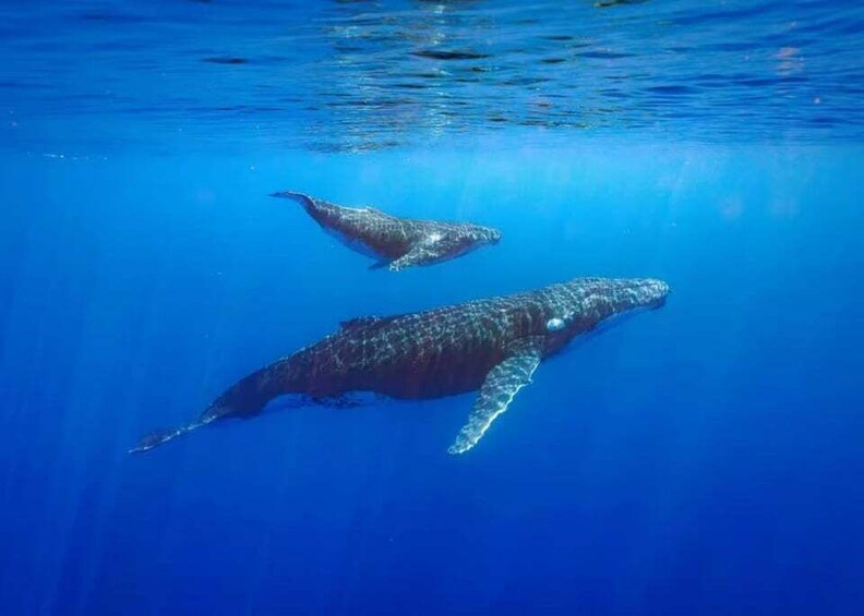 Picture 5 for Activity Tahiti: Private Full-Day Snorkeling and Whale Watching Tour 5